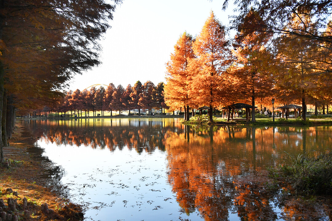 담양, 메타세쿼이아길 가을 풍경