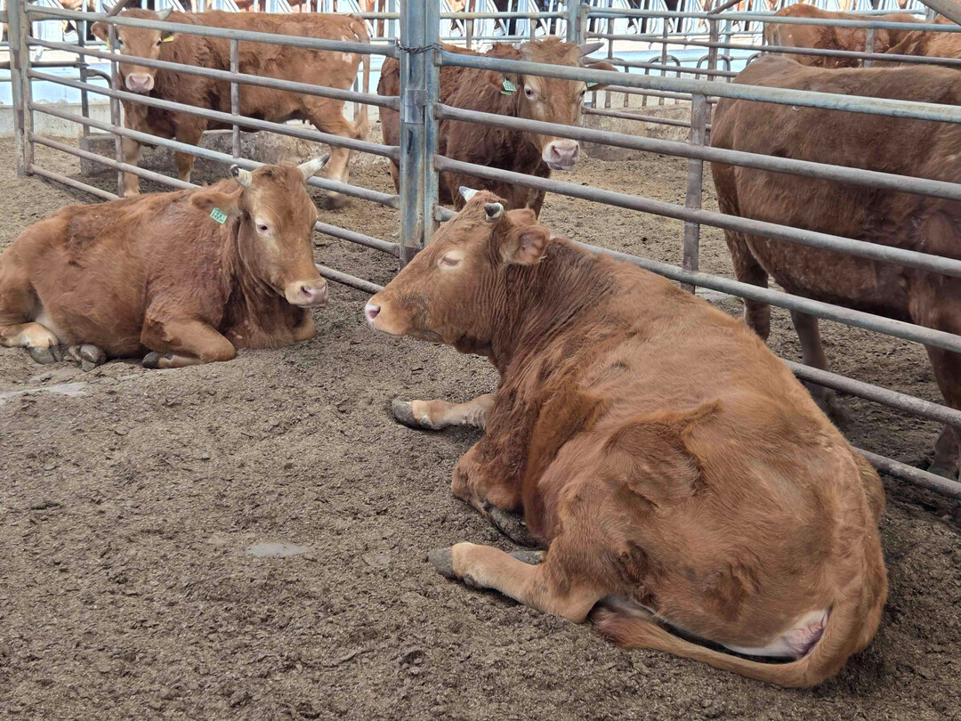 담양군 종축개량 정책 "소 한 마리에 2,500만 원" 빛나는 결실 