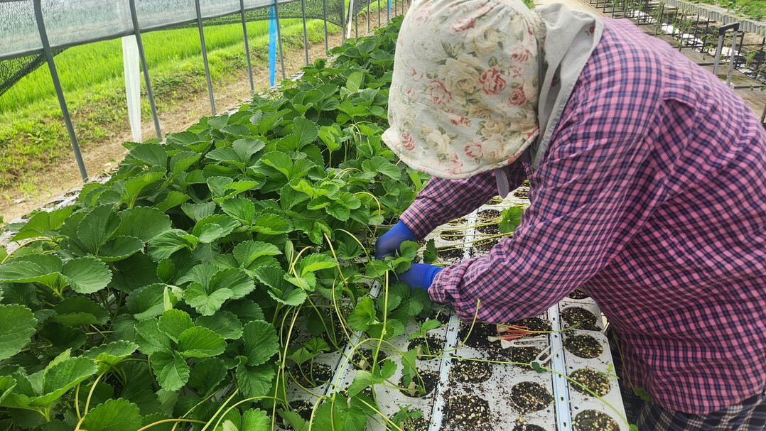 담양군, 고품질 딸기 생산 첫걸음 &...